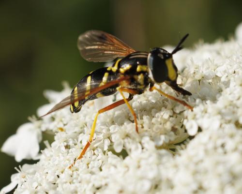 Réf. 347 068 : Chrysotoxum festivum